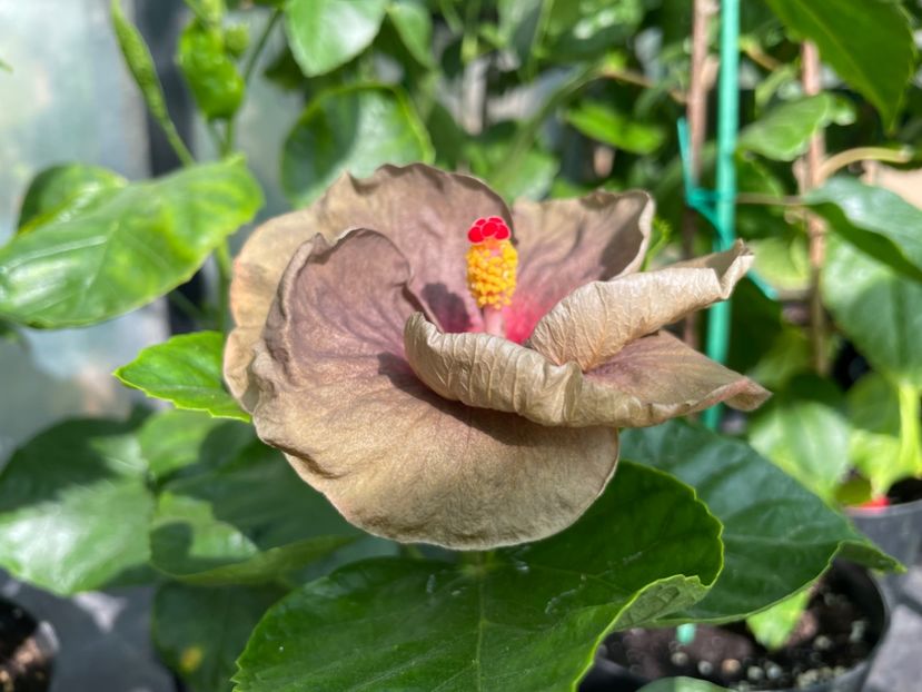  - Teng s black phantom