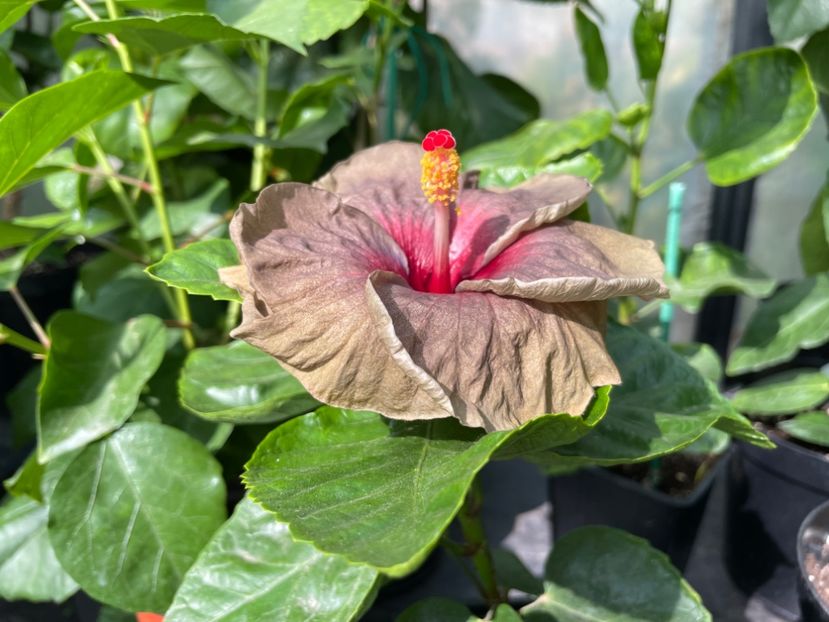  - Teng s black phantom