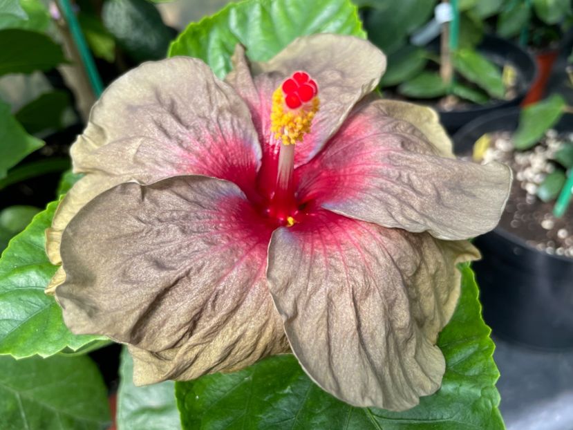  - Teng s black phantom