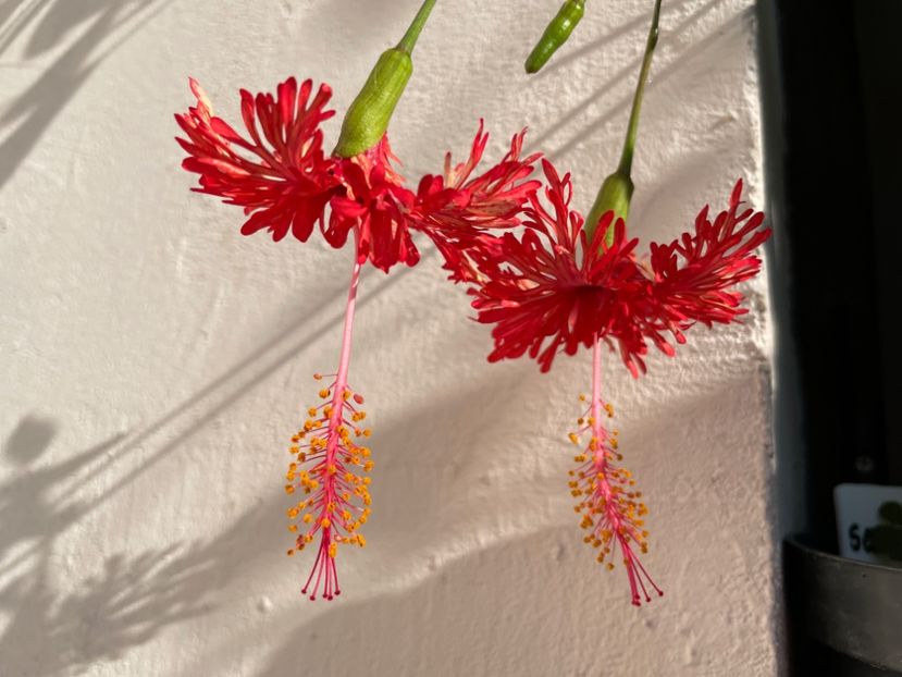  - 0006 - Hibiscusi 2025 - 2