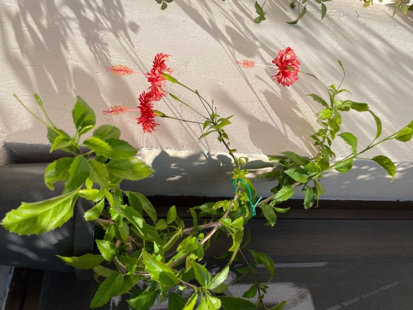  - 0006 - Hibiscusi 2025 - 2