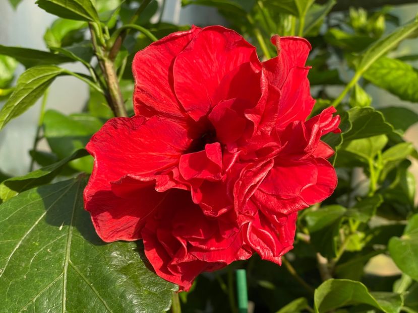  - 0006 - Hibiscusi 2025 - 2