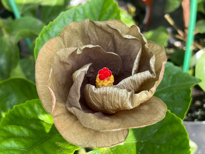  - 0006 - Hibiscusi 2025 - 2