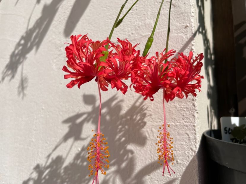  - 0006 - Hibiscusi 2025 - 2