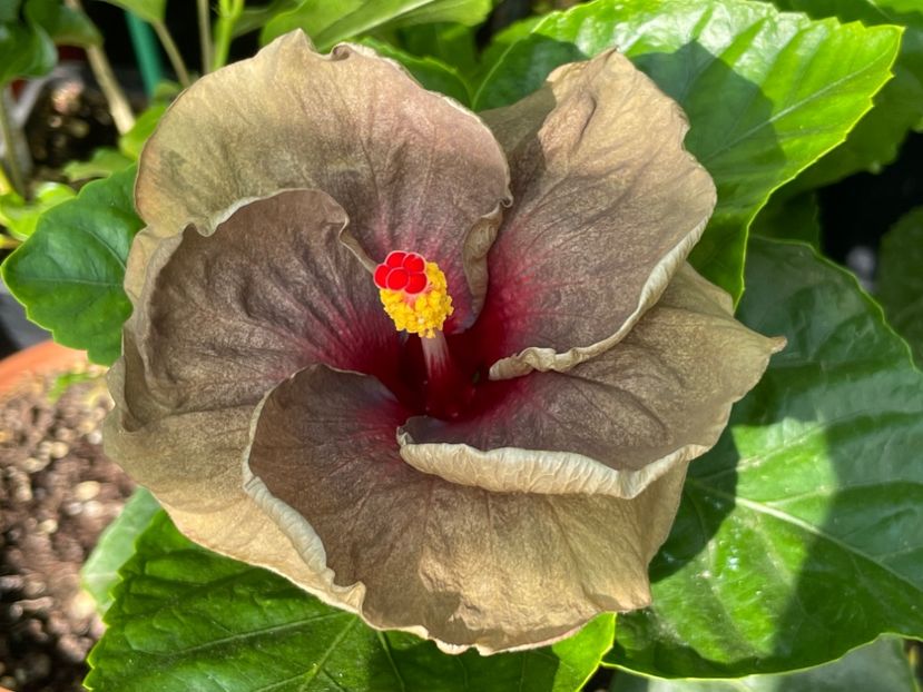  - 0006 - Hibiscusi 2025 - 2