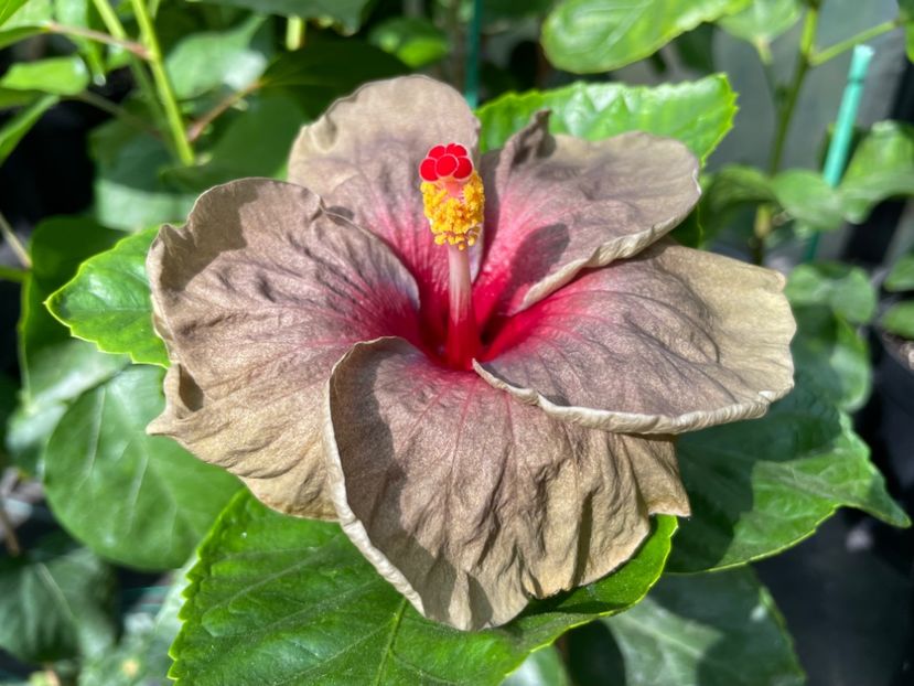  - 0006 - Hibiscusi 2025 - 2