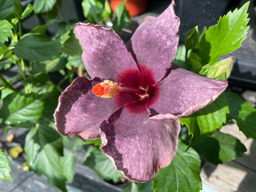  - 0006 - Hibiscusi 2025 - 2