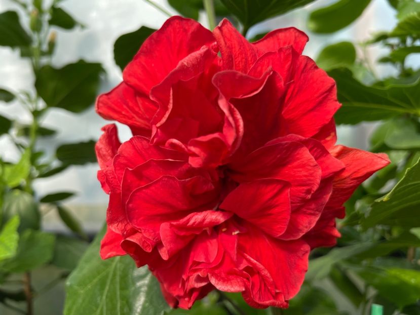  - 0006 - Hibiscusi 2025 - 2