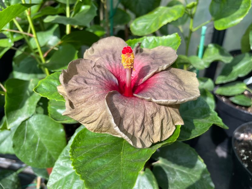  - 0006 - Hibiscusi 2025 - 2