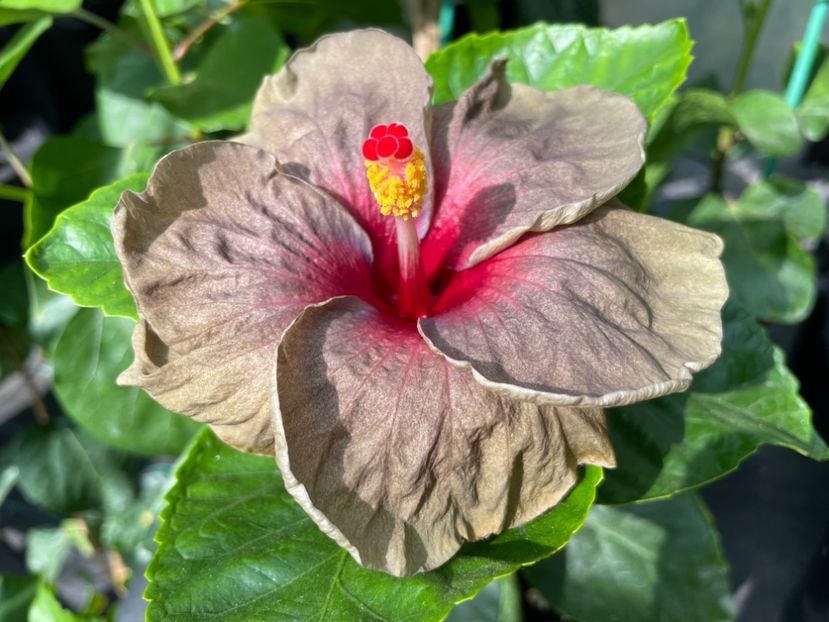  - 0006 - Hibiscusi 2025 - 2