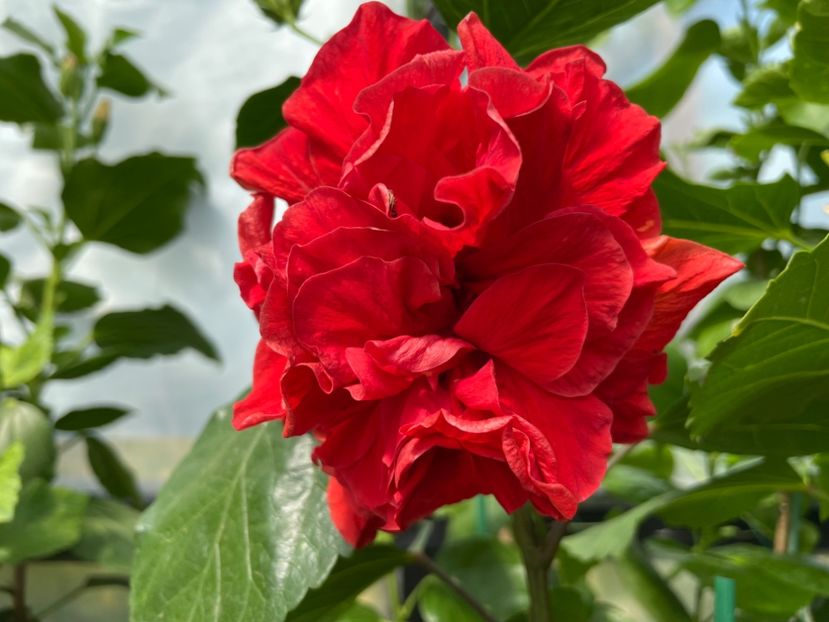  - 0006 - Hibiscusi 2025 - 2