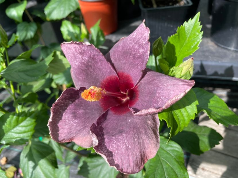  - 0006 - Hibiscusi 2025 - 2