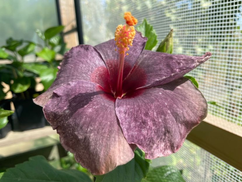  - 0006 - Hibiscusi 2025 - 2