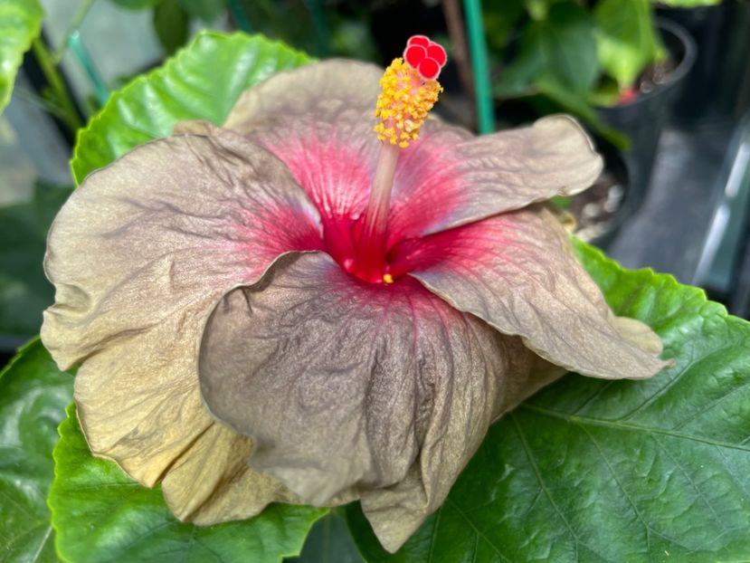  - 0006 - Hibiscusi 2025 - 2