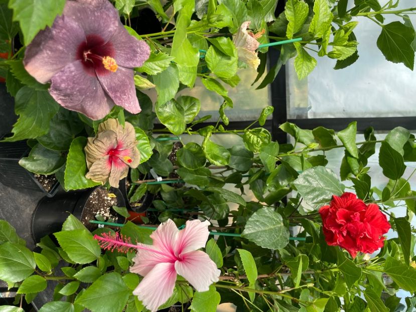  - 0006 - Hibiscusi 2025 - 2