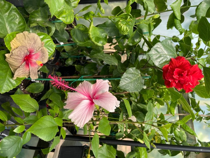  - 0006 - Hibiscusi 2025 - 2