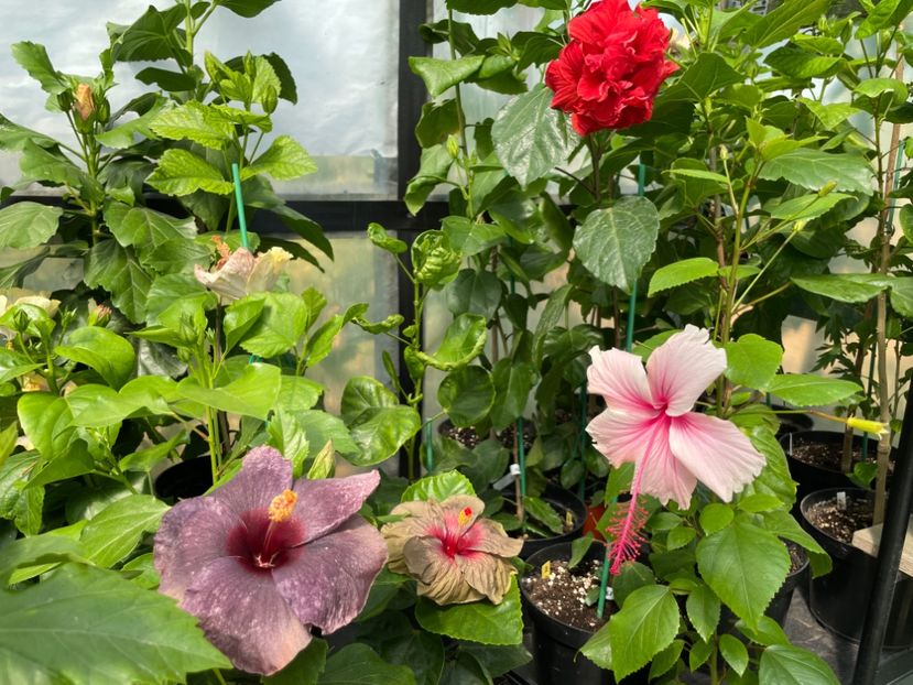  - 0006 - Hibiscusi 2025 - 2