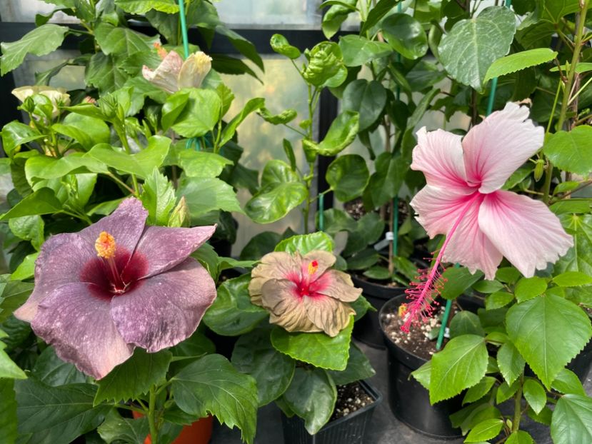  - 0006 - Hibiscusi 2025 - 2