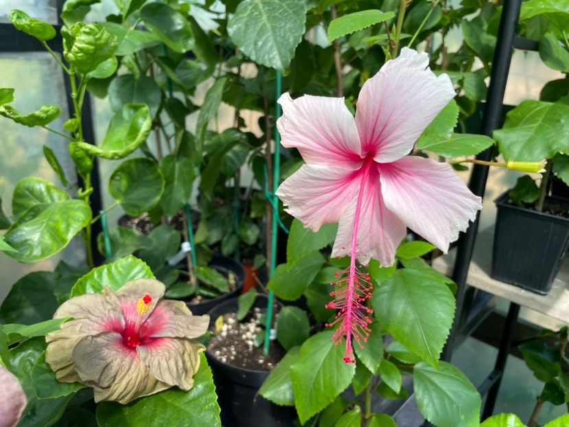  - 0006 - Hibiscusi 2025 - 2