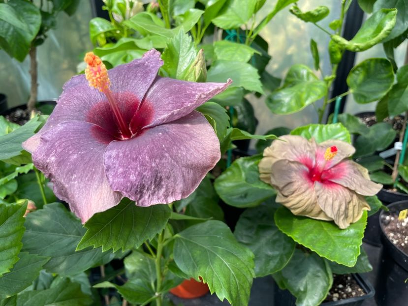  - 0006 - Hibiscusi 2025 - 2