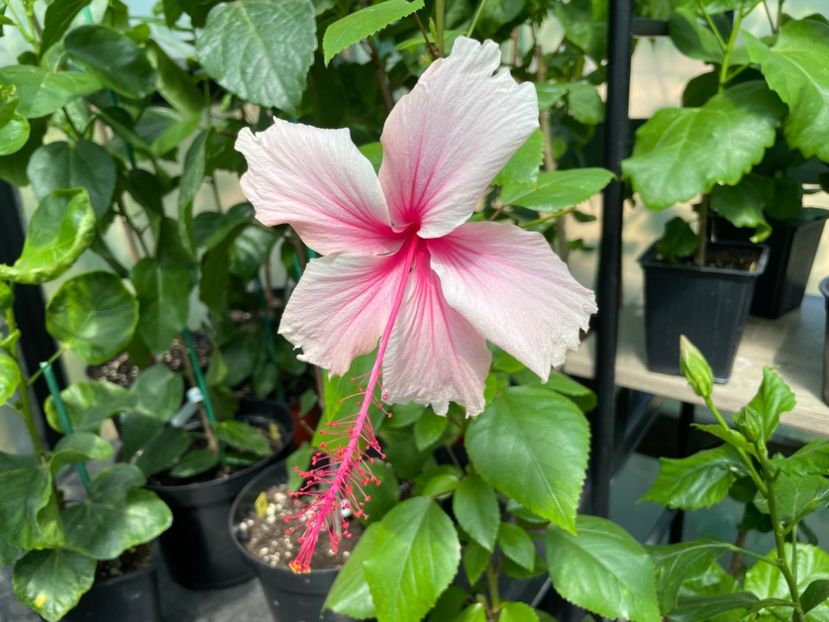  - 0006 - Hibiscusi 2025 - 2