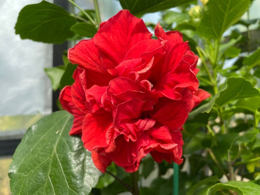  - 0006 - Hibiscusi 2025 - 2