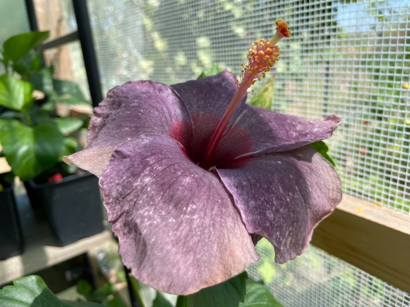  - 0006 - Hibiscusi 2025 - 2