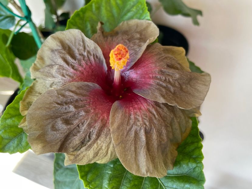  - 0006 - Hibiscusi 2025 - 2