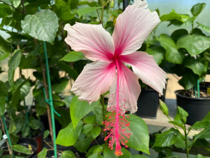  - 0006 - Hibiscusi 2025 - 2