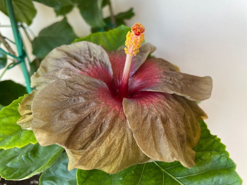  - 0006 - Hibiscusi 2025 - 2