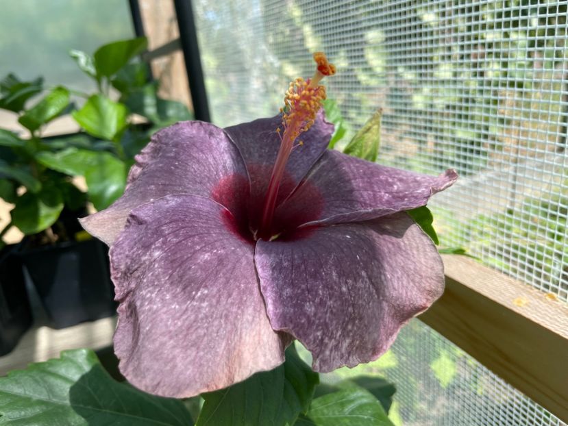  - 0006 - Hibiscusi 2025 - 2