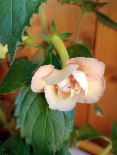  - Yellow English Rose