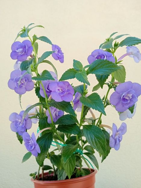  - Double Blue Rose