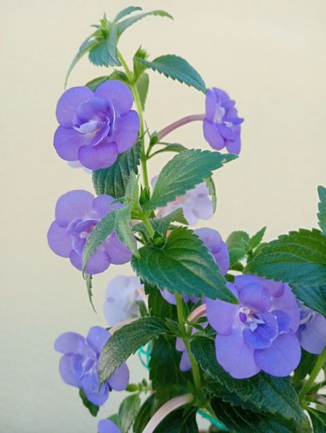  - Double Blue Rose