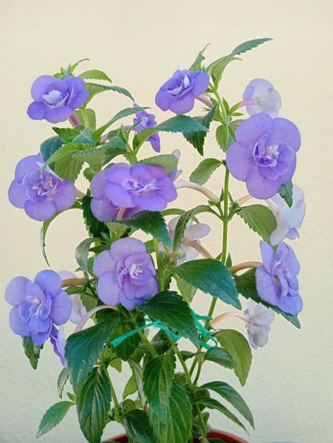  - Double Blue Rose