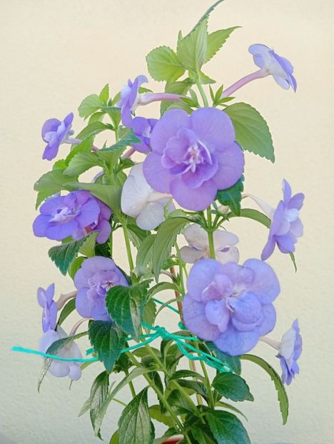  - Double Blue Rose