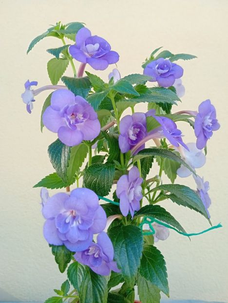  - Double Blue Rose