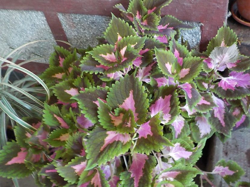  - coleus