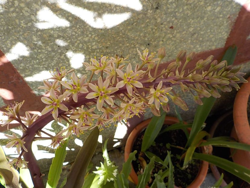  - eucomis