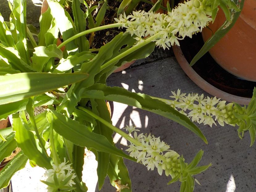 - eucomis