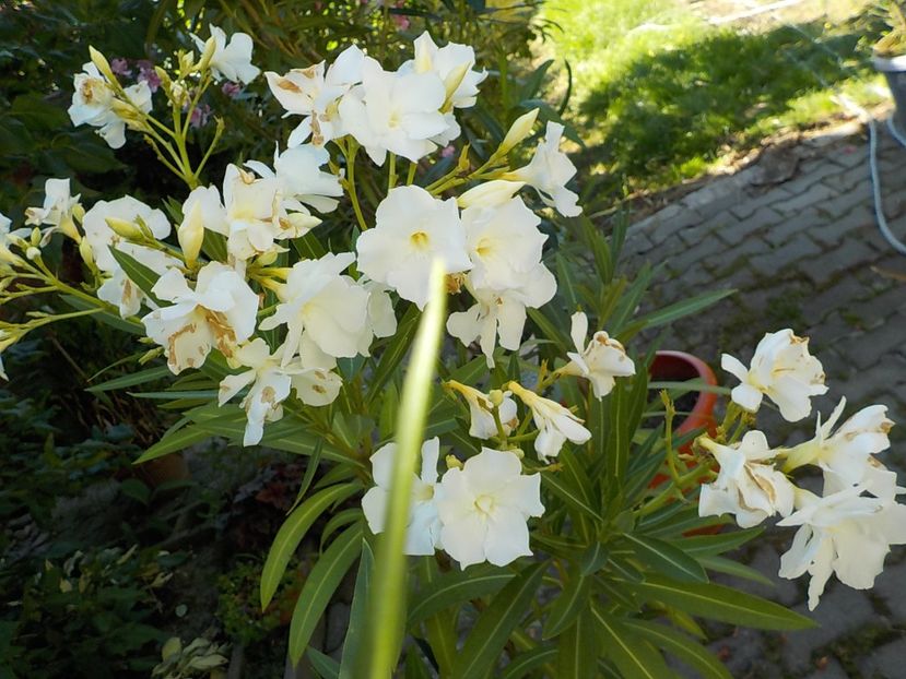  - mont blanc leandru nr 22