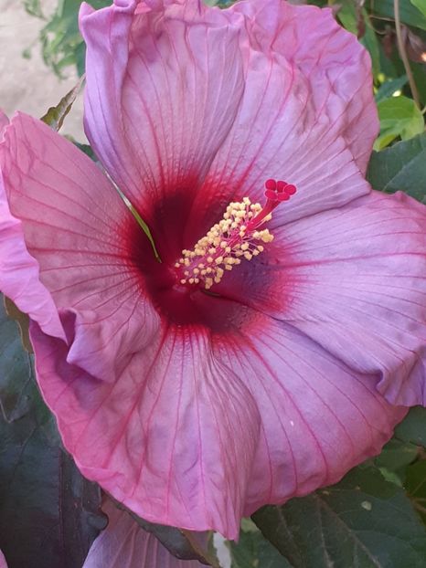  - HIBISCUS MOSCHETUOS