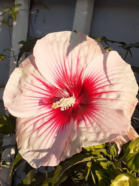 20250809_071045(0) - HIBISCUS MOSCHETUOS