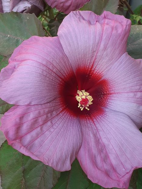  - HIBISCUS MOSCHETUOS