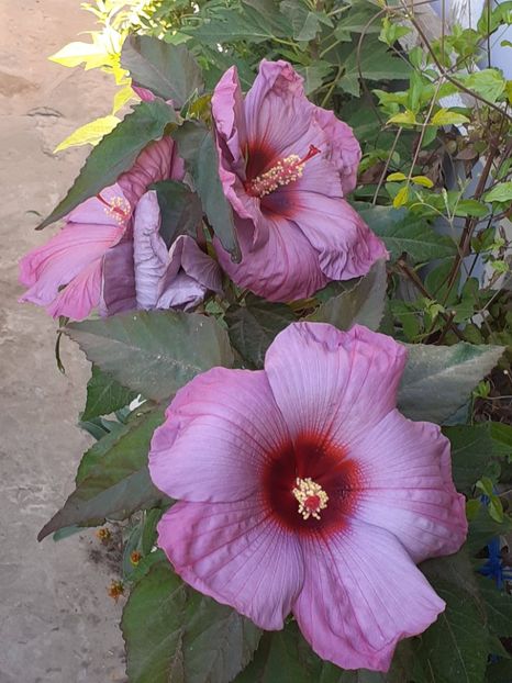 - HIBISCUS MOSCHETUOS