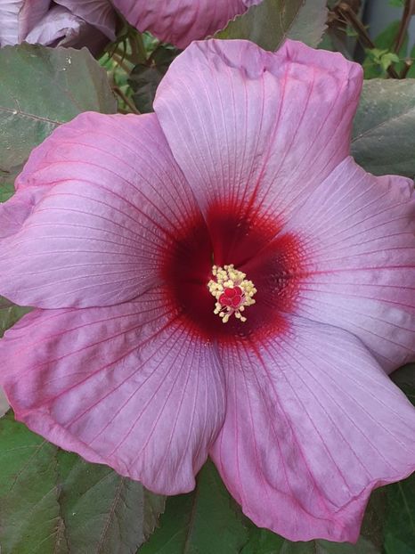  - HIBISCUS MOSCHETUOS