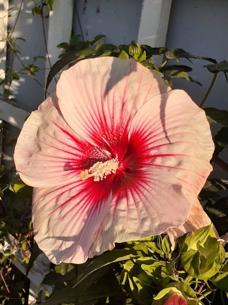  - HIBISCUS MOSCHETUOS