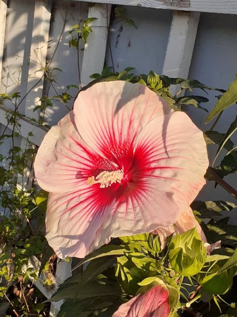 - HIBISCUS MOSCHETUOS