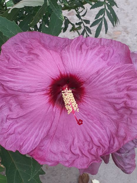  - HIBISCUS MOSCHETUOS