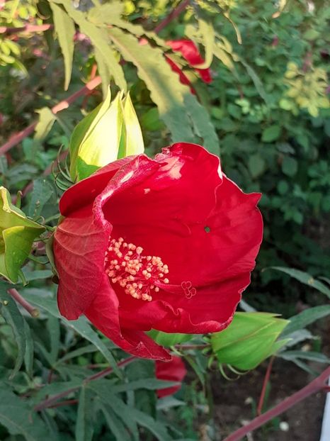  - HIBISCUS MOSCHETUOS